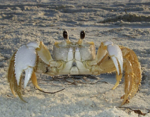 Ghost crab on the beach at Mexico Beach, Florida. by Carol Cox 